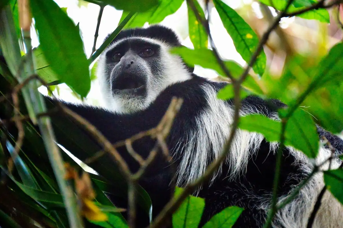 6Day Birding Uganda